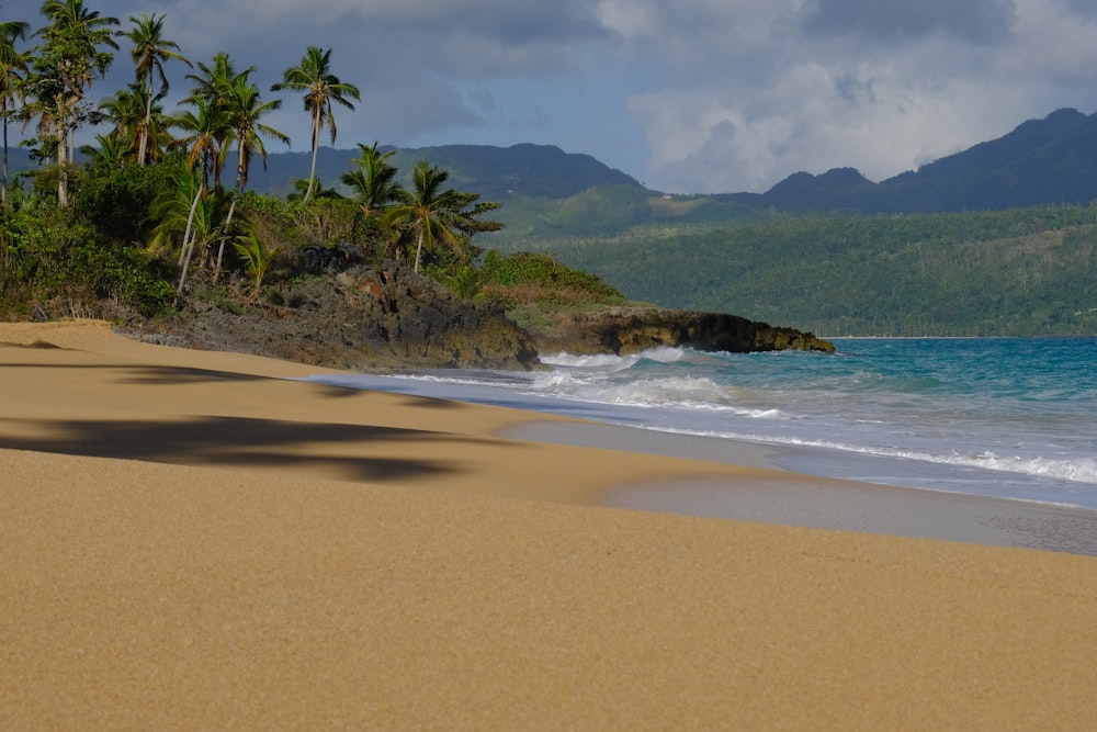 a sandy beach with palm trees and a mountain in the background