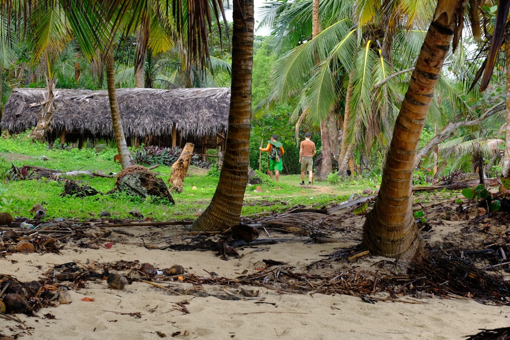 a group of people walking through a lush green forest