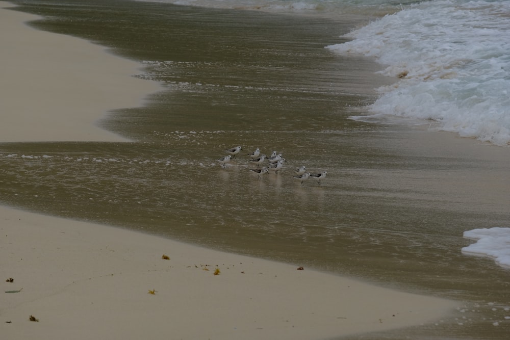 a group of birds standing on top of a sandy beach