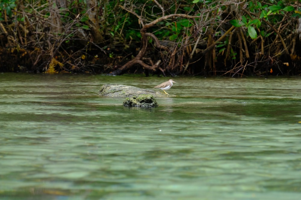 a bird sitting on a rock in a river