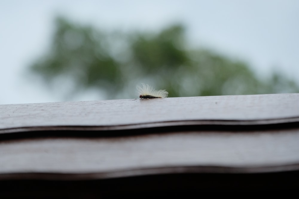 a small white insect sitting on top of a roof