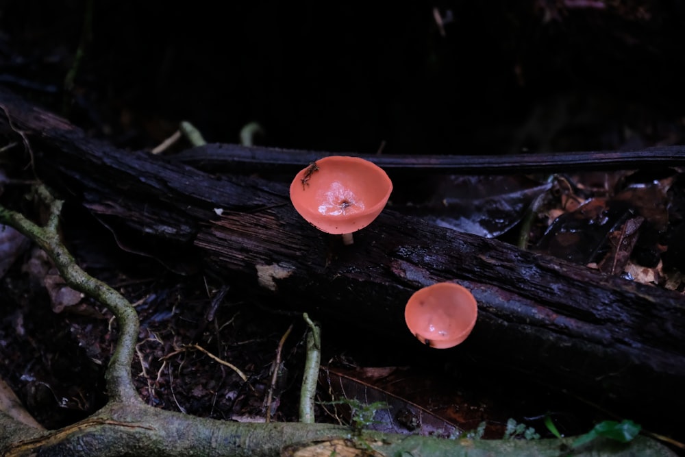 a couple of mushrooms that are on the ground