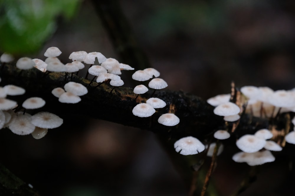 a group of mushrooms growing on a tree branch
