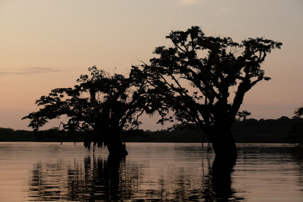 a couple of trees that are in the water