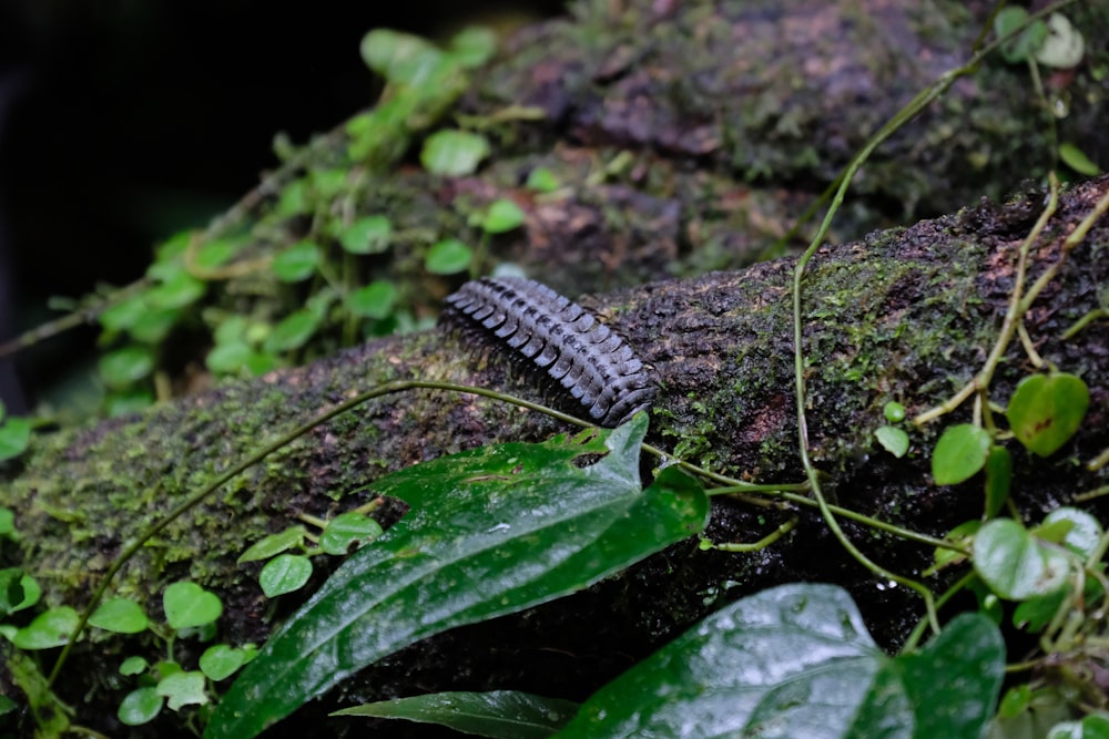 un petit insecte noir rampant sur une branche d’arbre