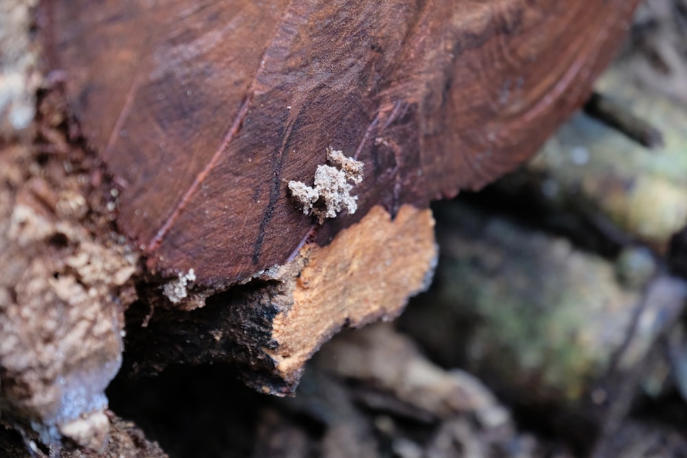 a close up of a piece of wood