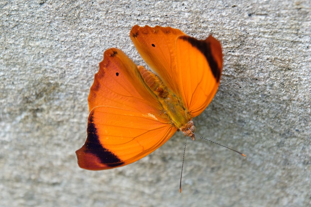 a close up of a butterfly on a cement surface