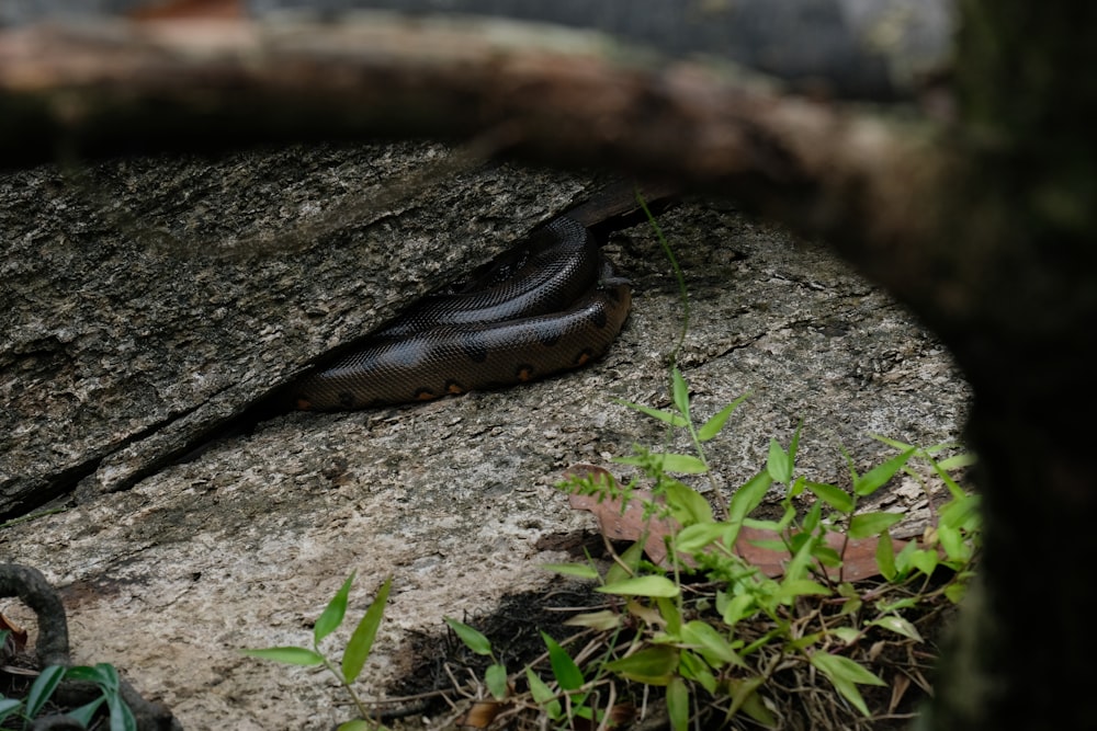 a caterpillar crawling on the side of a rock