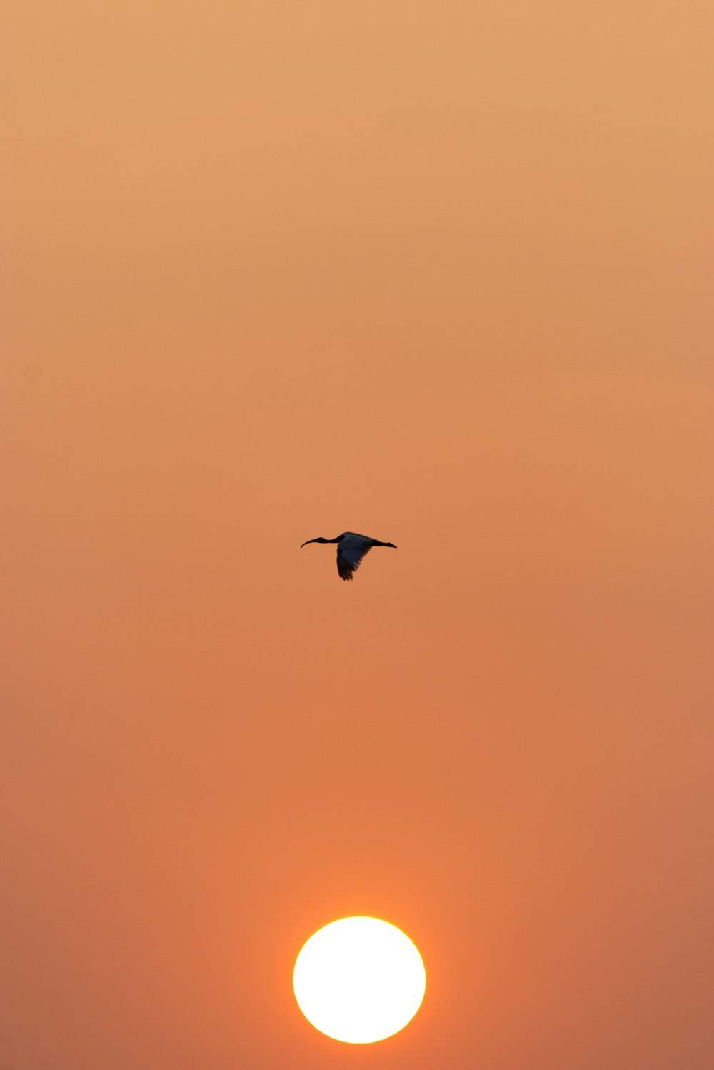 a bird flying in front of the setting sun