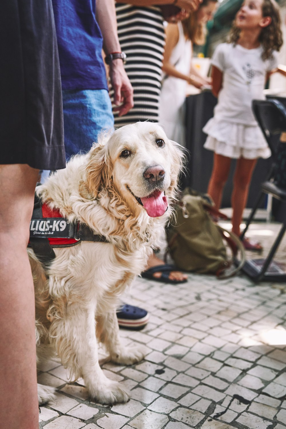 a white dog standing next to a group of people