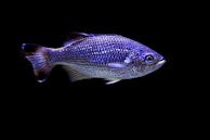 Shimmering platinum Arowana swimming gracefully in a black background.