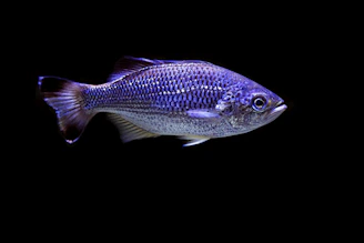 Shimmering platinum Arowana swimming gracefully in a black background.