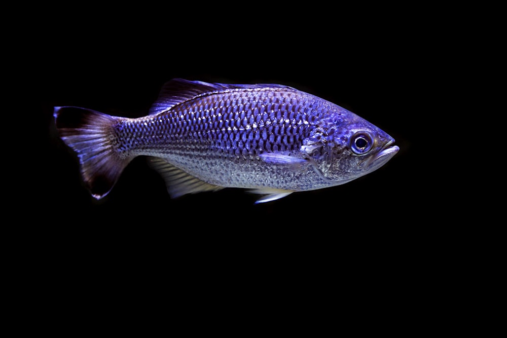 a blue fish with a black background