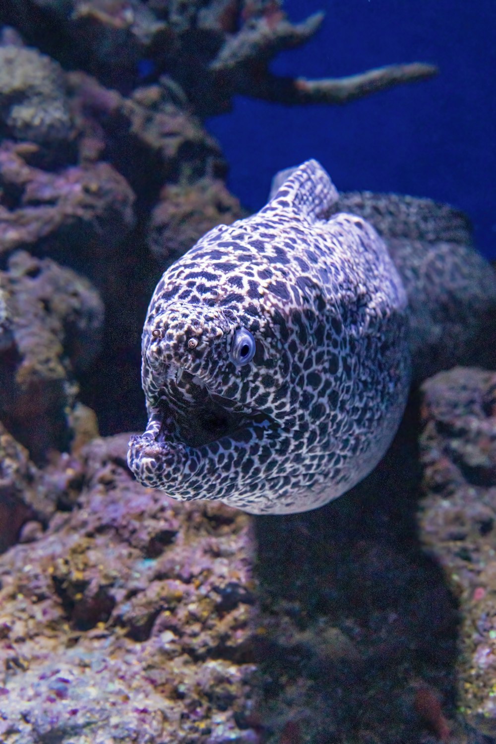 a close up of a fish on a coral reef
