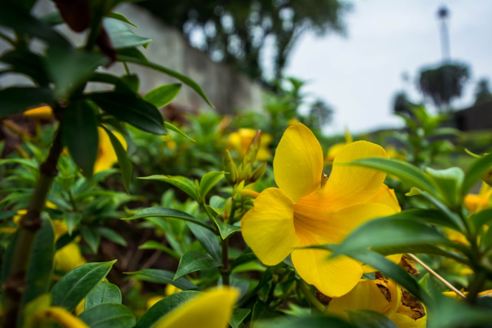 a close up of a yellow flower on a bush