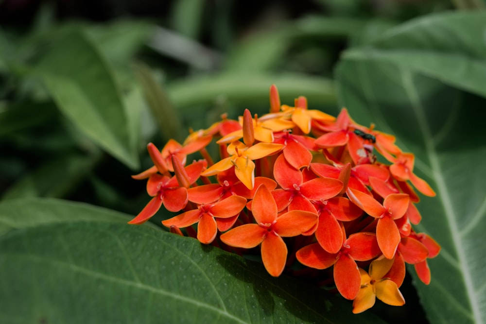 a cluster of orange and yellow flowers on a green leaf