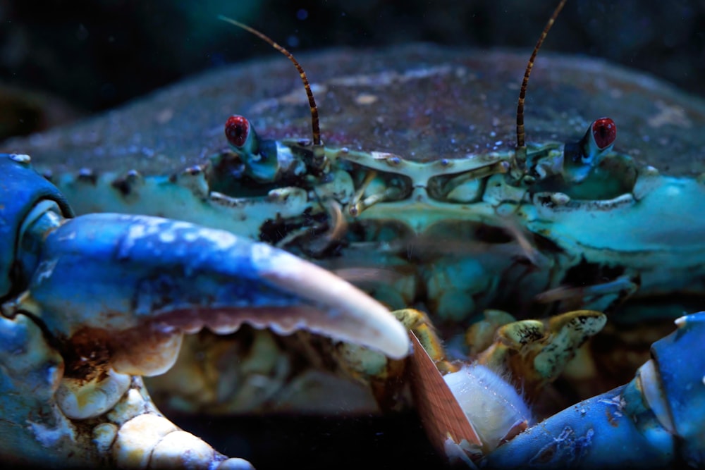 a close up of a blue crab with its mouth open