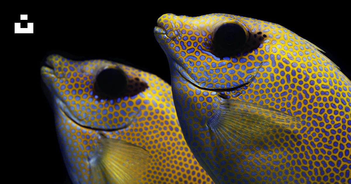 A couple of yellow fish sitting next to each other photo – Free Cairns ...