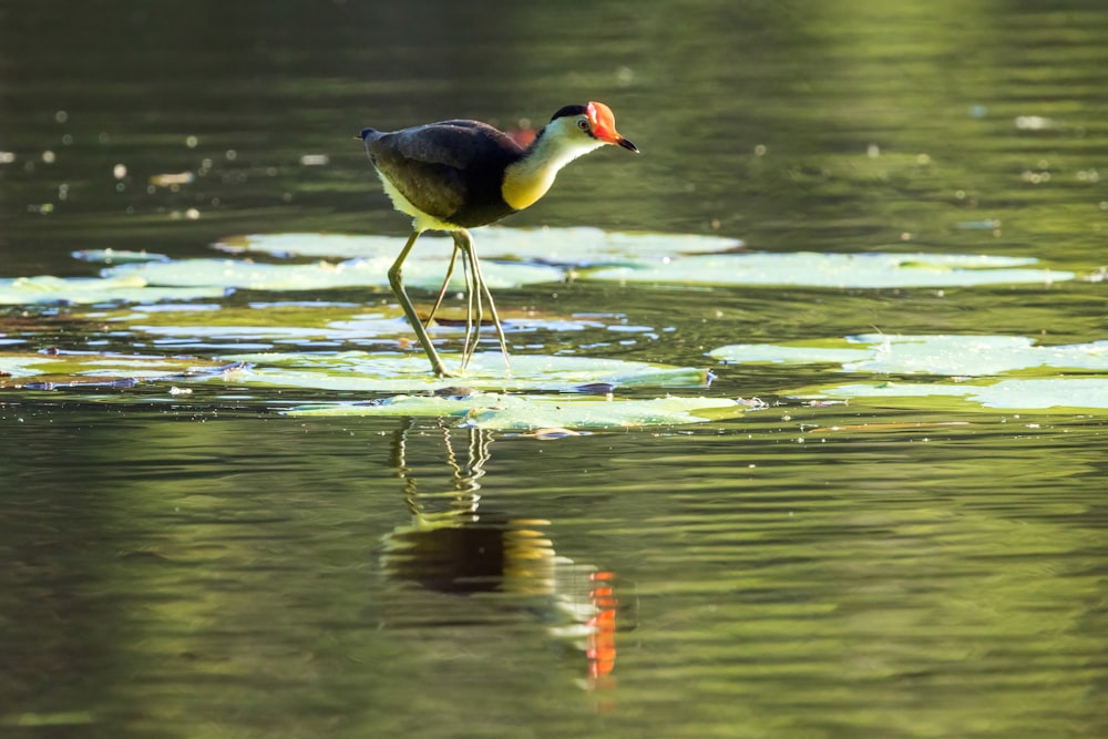 a bird with a long beak standing on a body of water
