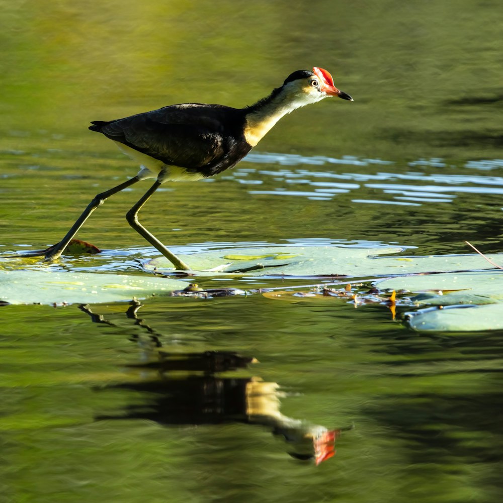 a bird with a long beak is walking in the water