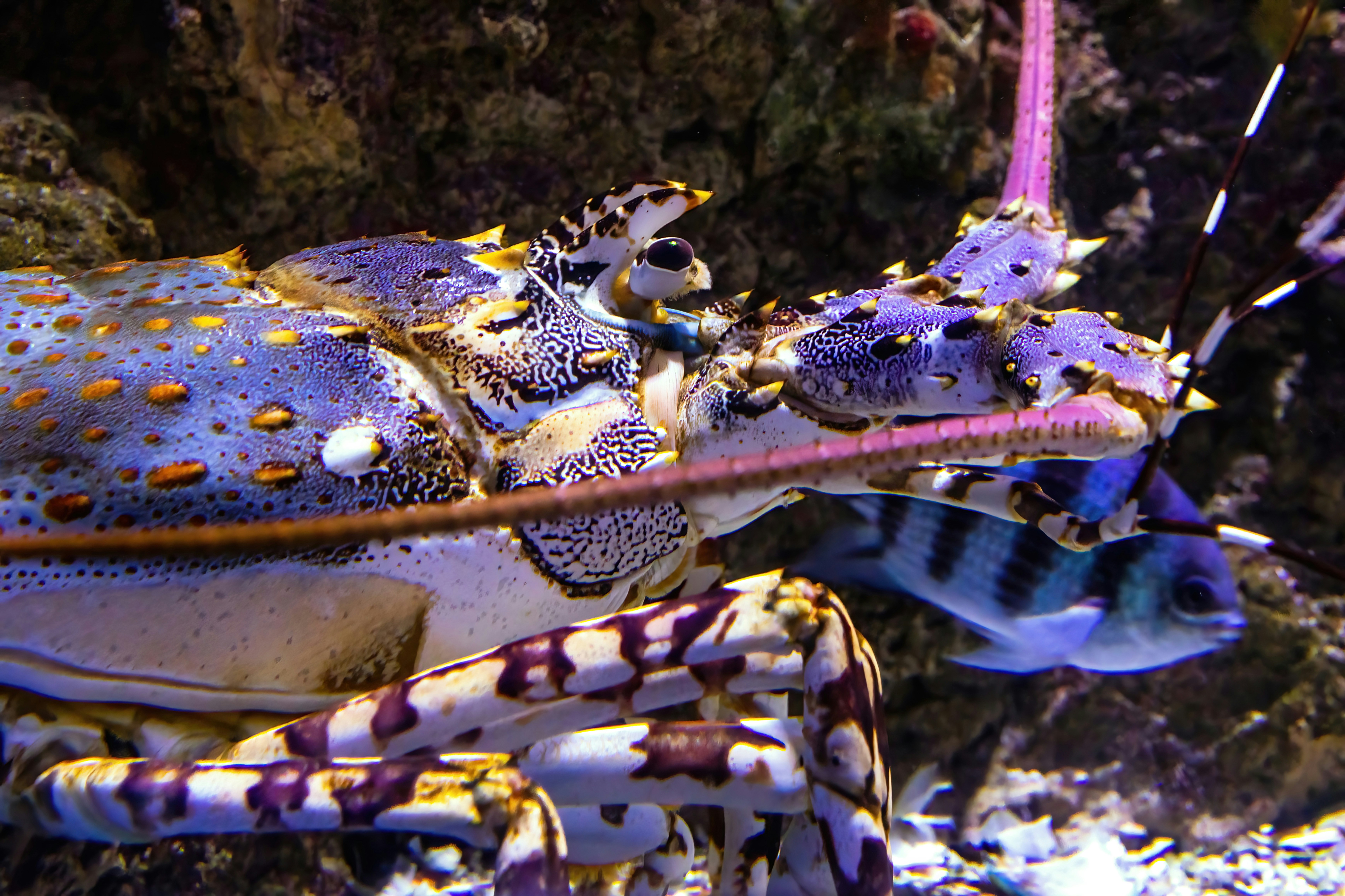 A Painted Crayfish at the Cairns Aquarium.