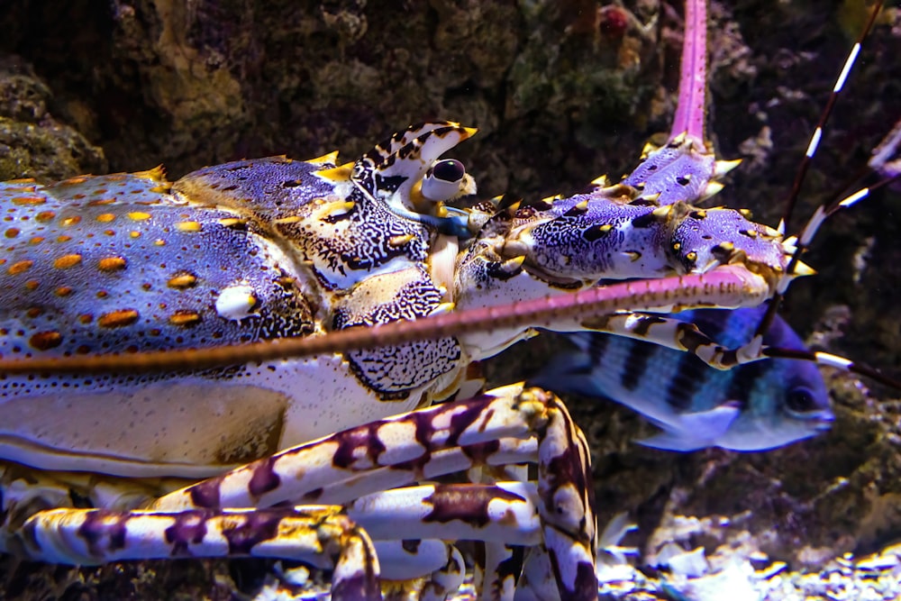 a close up of a sea animal on a coral