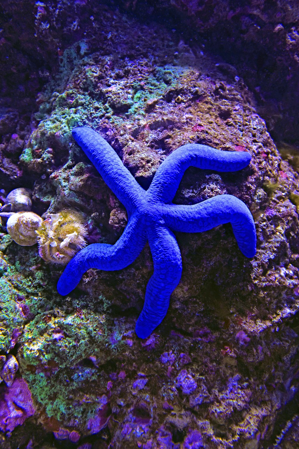 a blue starfish on a coral reef