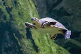 A turtle swimming gracefully near aquatic plants in a home aquarium.