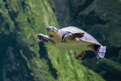 A turtle swimming gracefully near aquatic plants in a home aquarium.