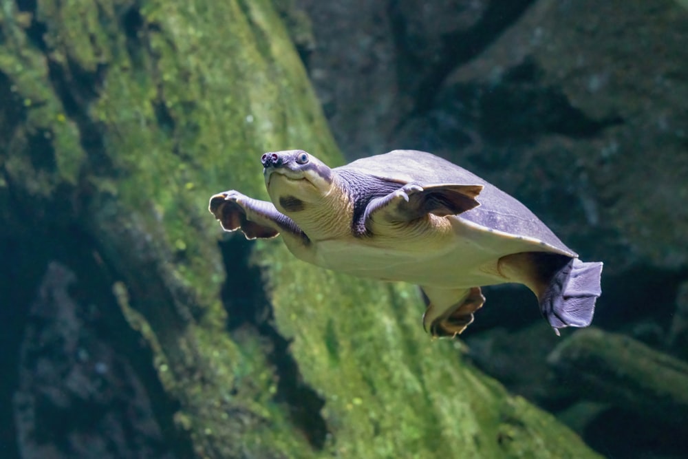 Una tortuga está nadando en un acuario