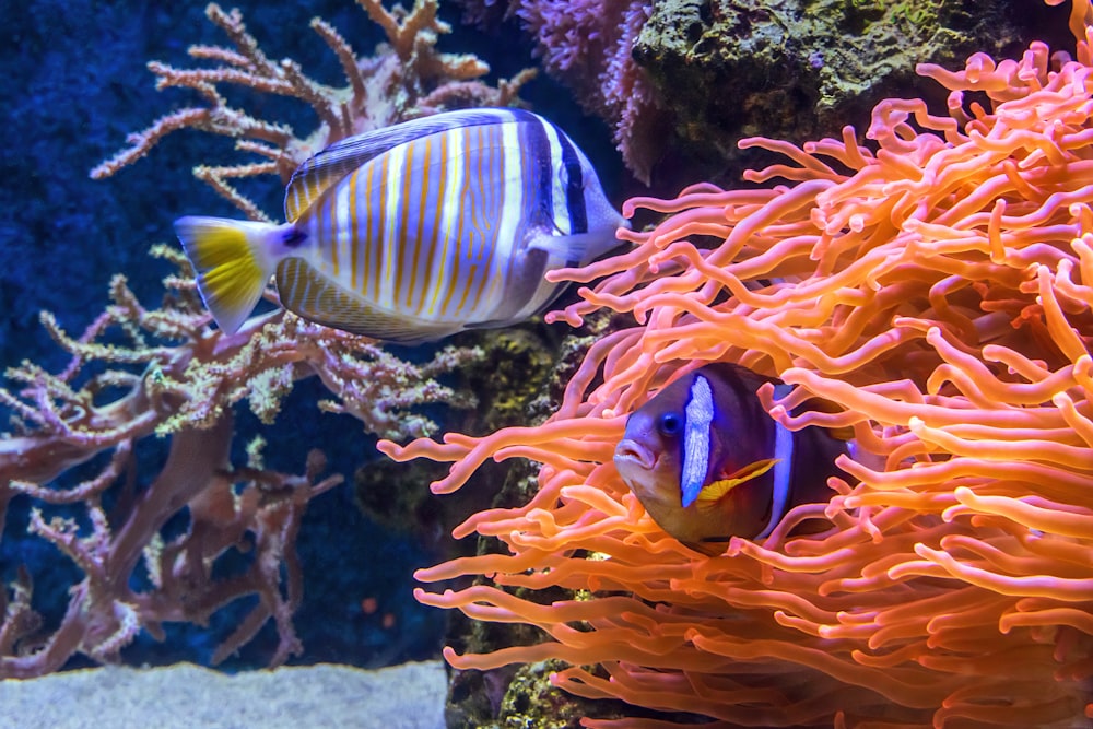 un par de peces que están en un poco de agua