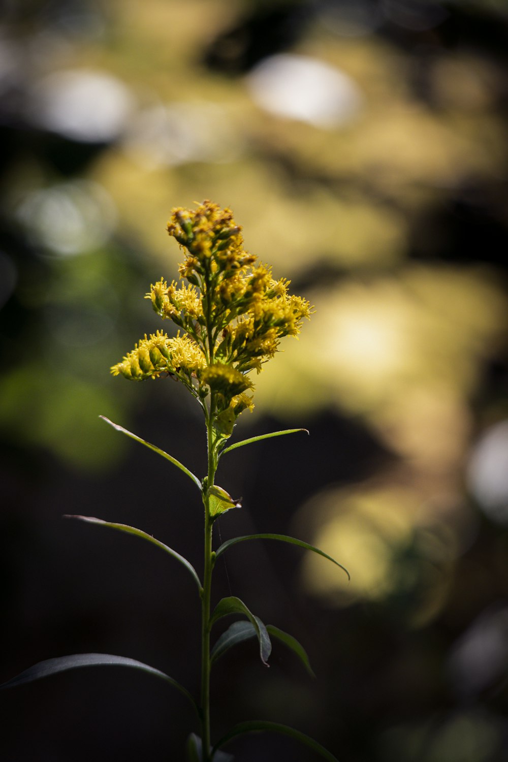 Un primer plano de una flor amarilla con fondo borroso