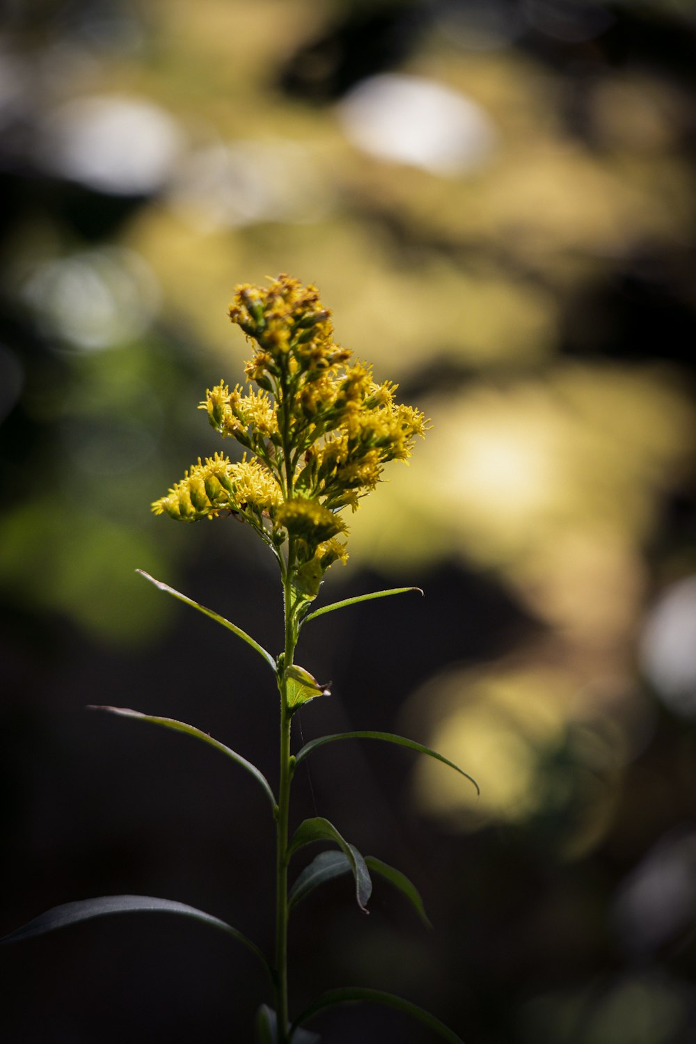 um close up de uma flor amarela com fundo desfocado