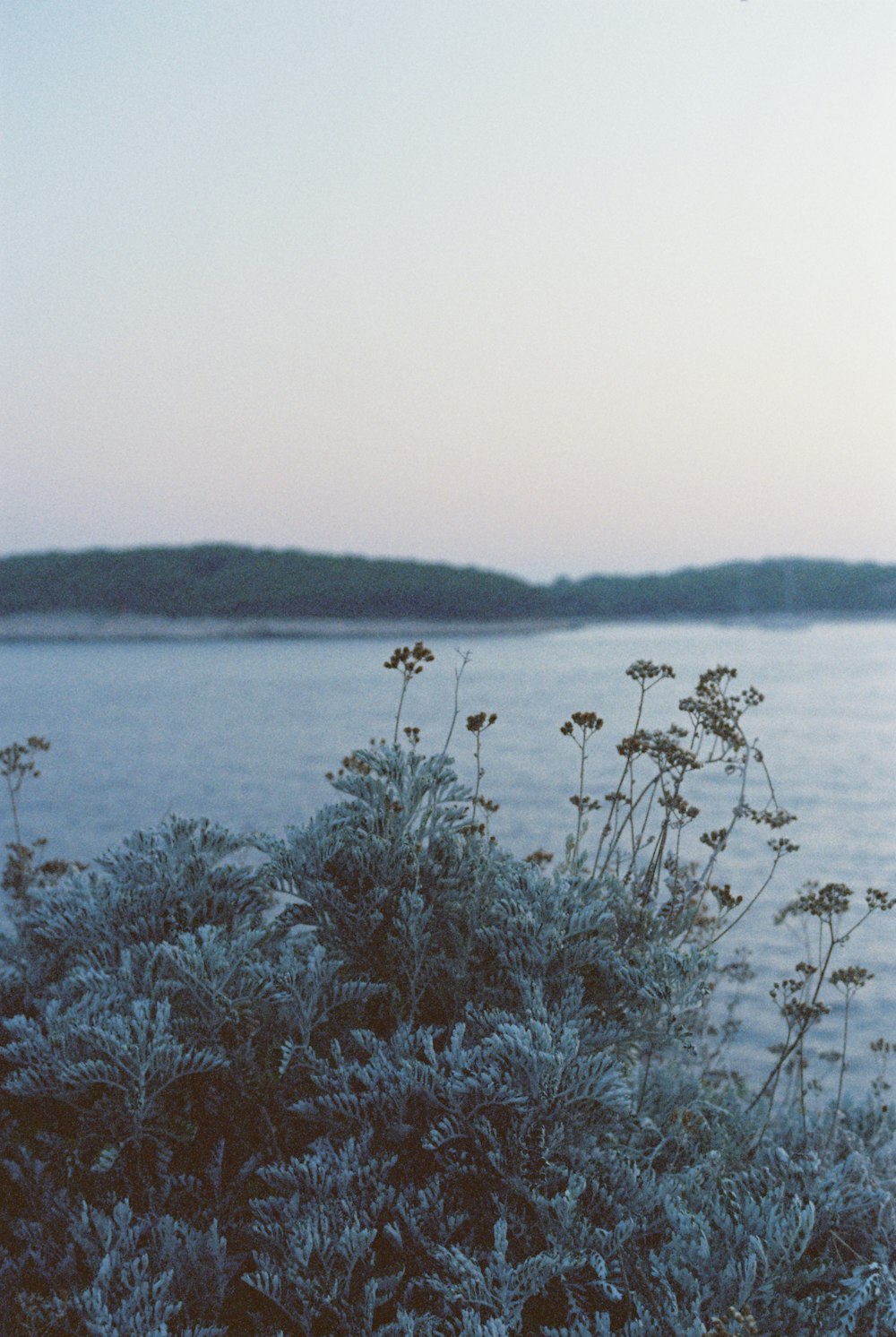 a bunch of plants that are by a body of water