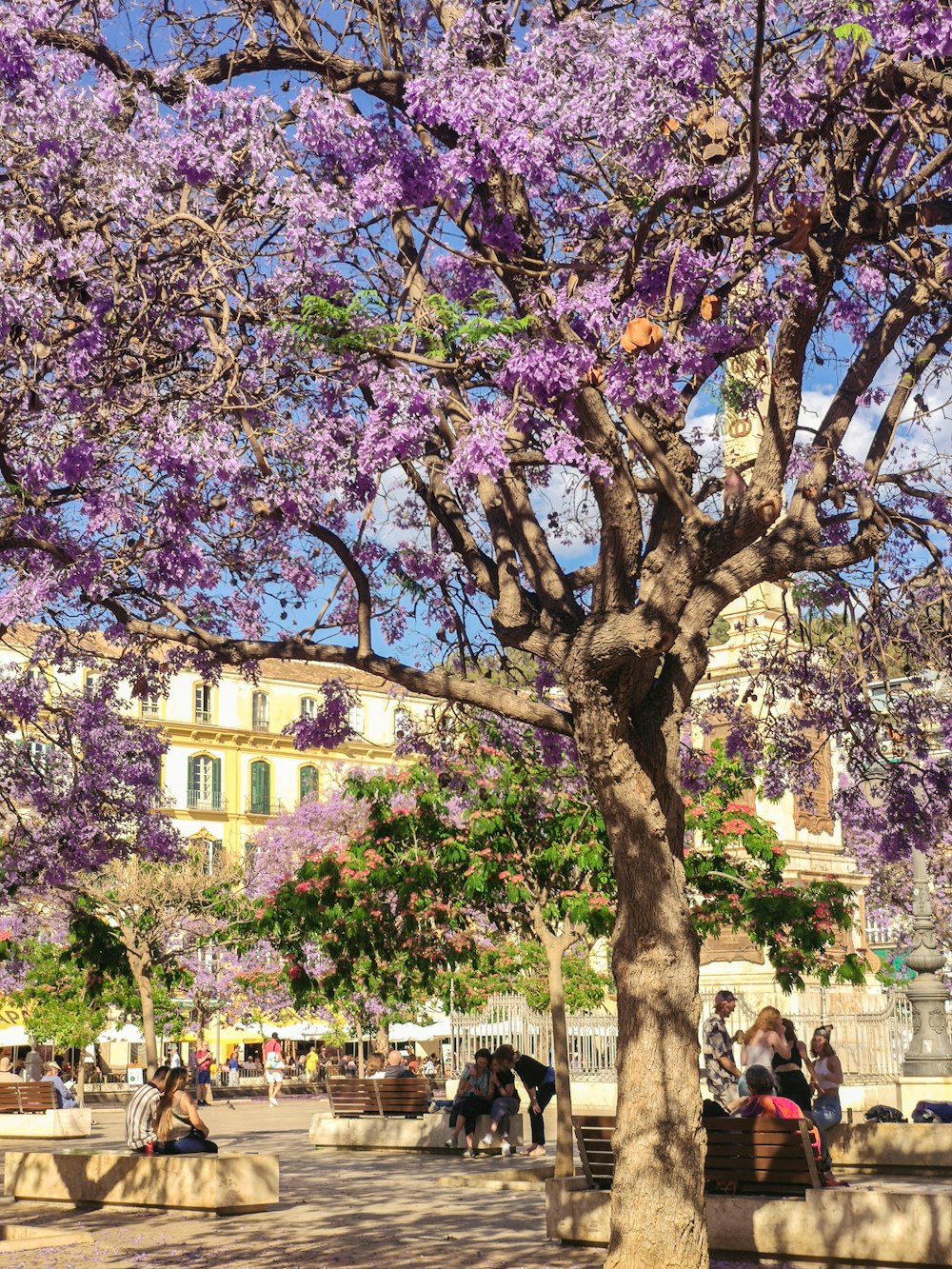 a tree with purple flowers in a plaza
