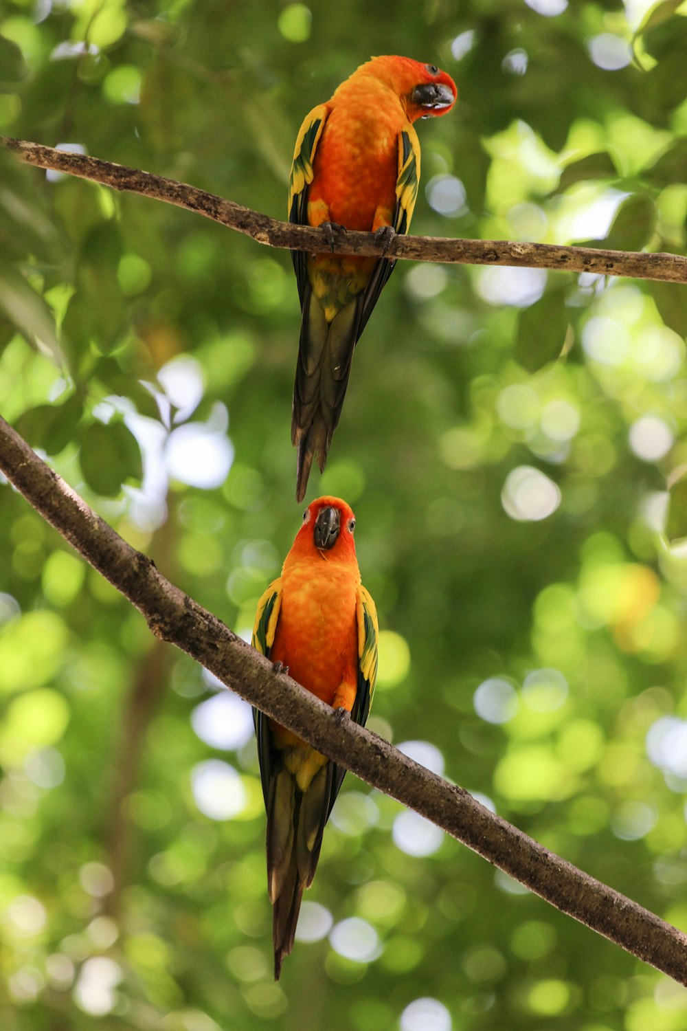 a couple of birds sitting on top of a tree branch