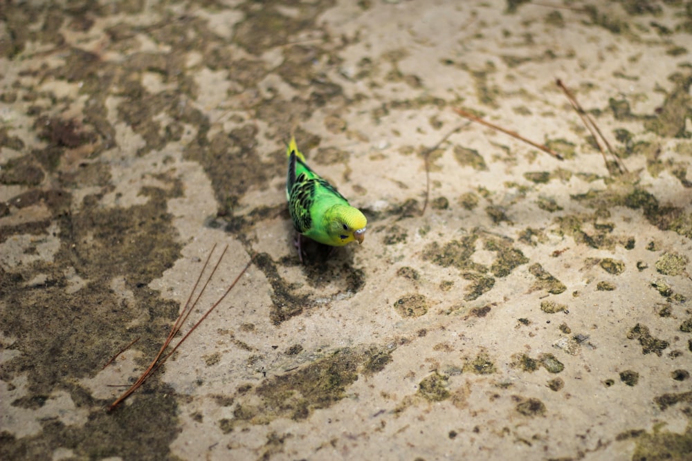 a small green bird sitting on top of a dirty ground