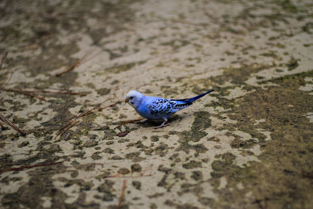 a blue bird is standing on a mossy surface