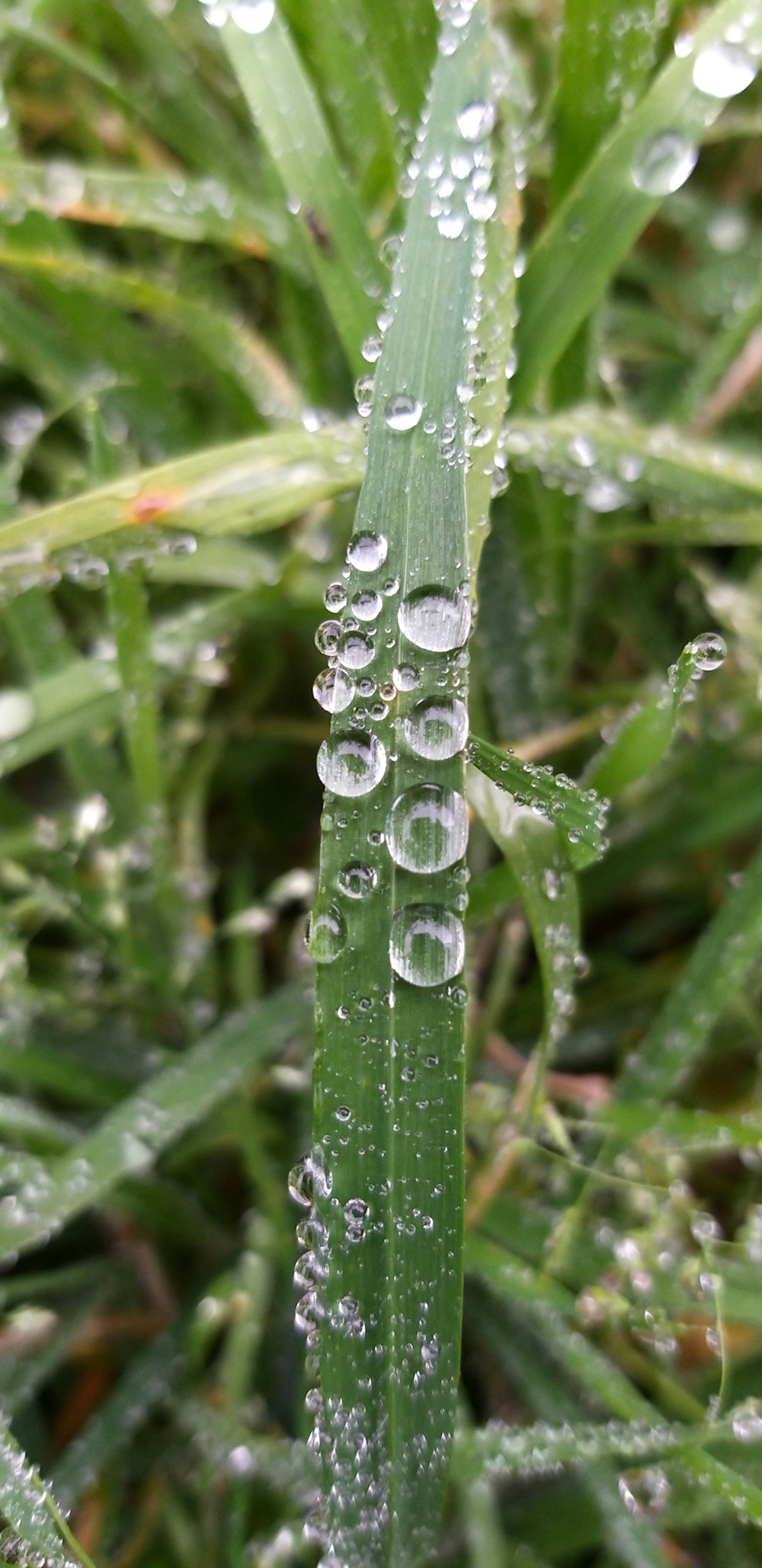 um close up de gotículas de água em uma lâmina de grama