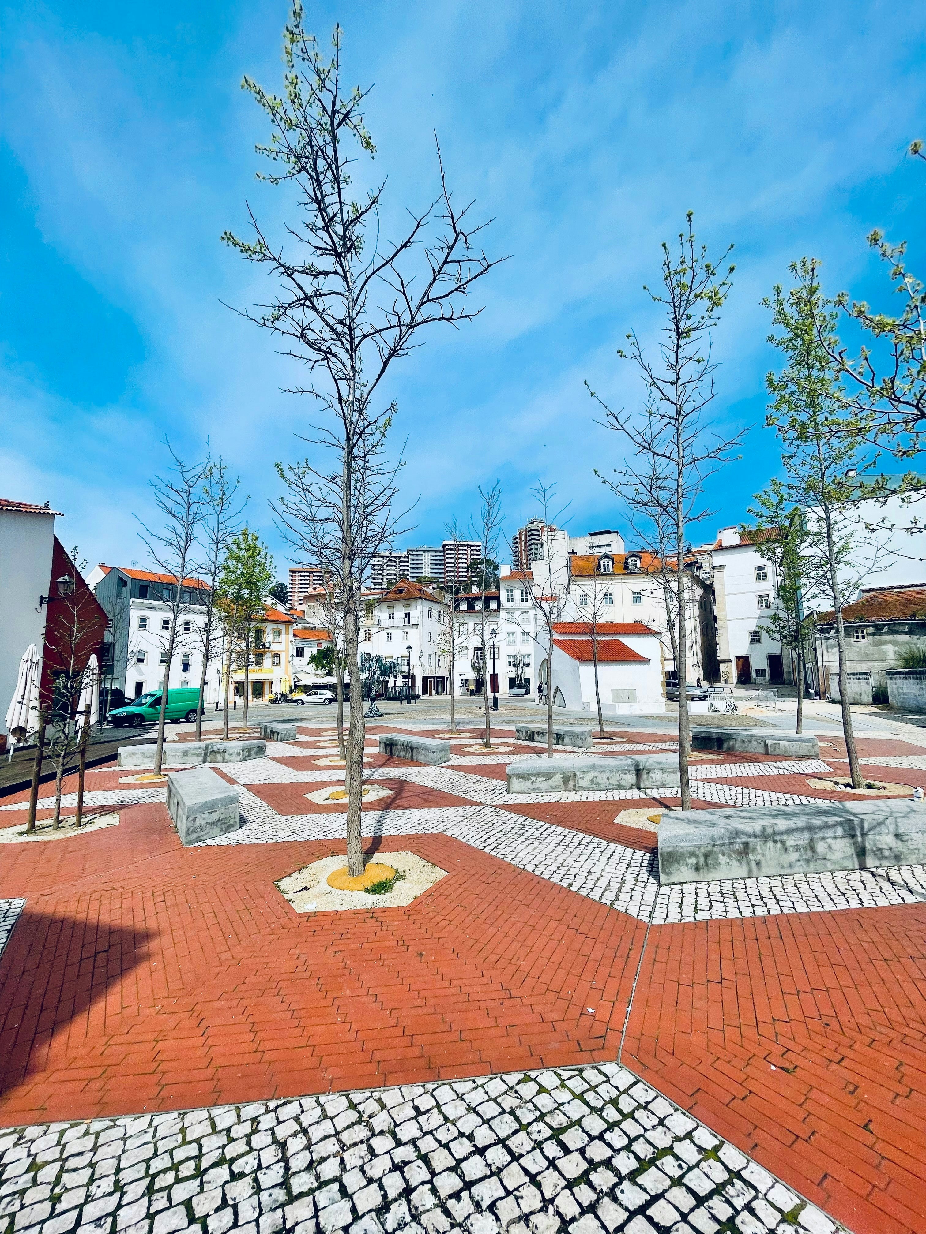 a small tree in the middle of a courtyard