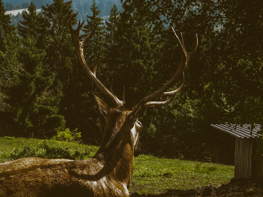 a deer laying down in a field with trees in the background