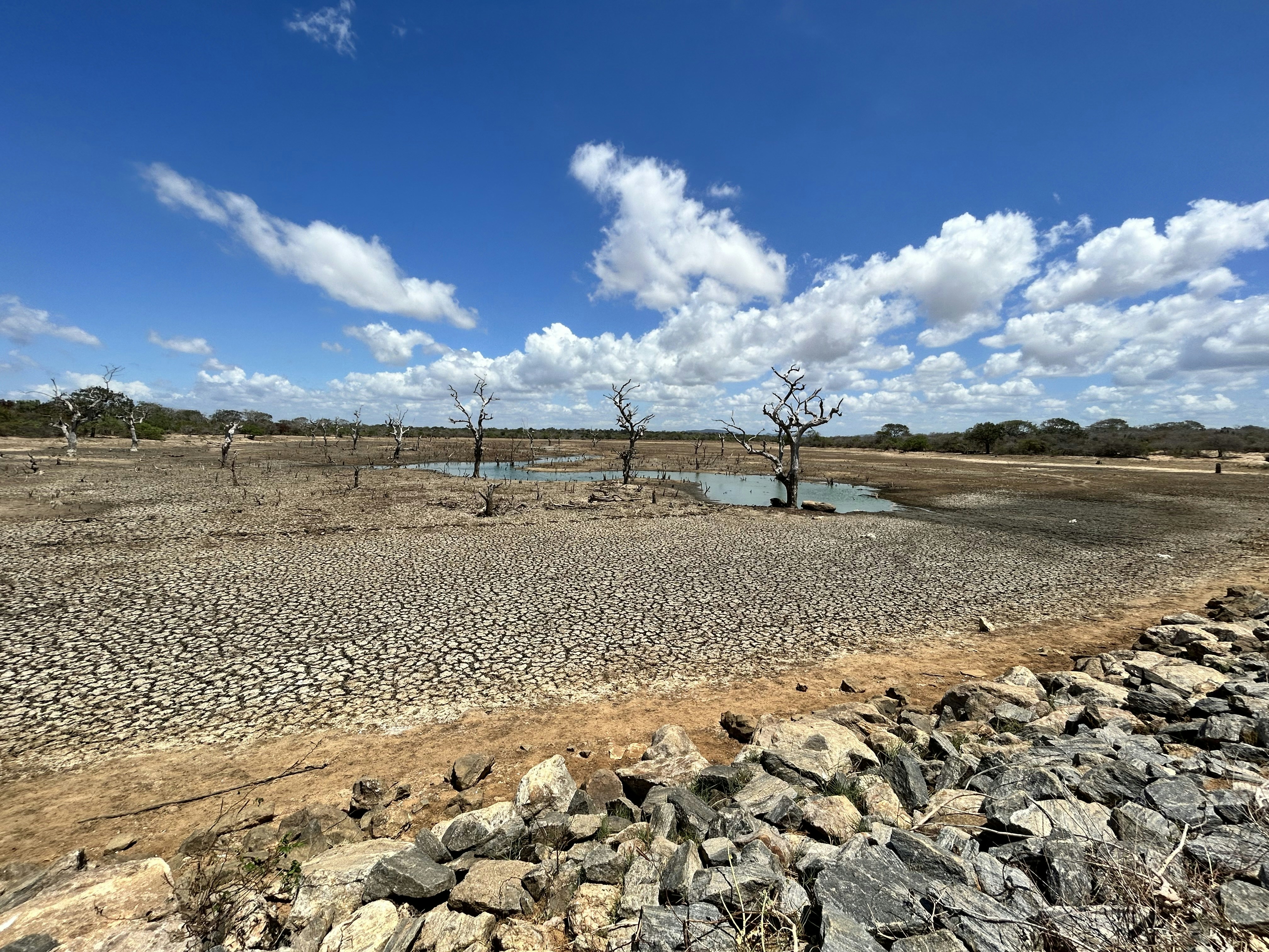 a dirt field with rocks and a tree, Dried up lake