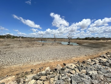 a dirt field with rocks and a tree