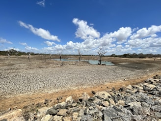 a dirt field with rocks and a tree