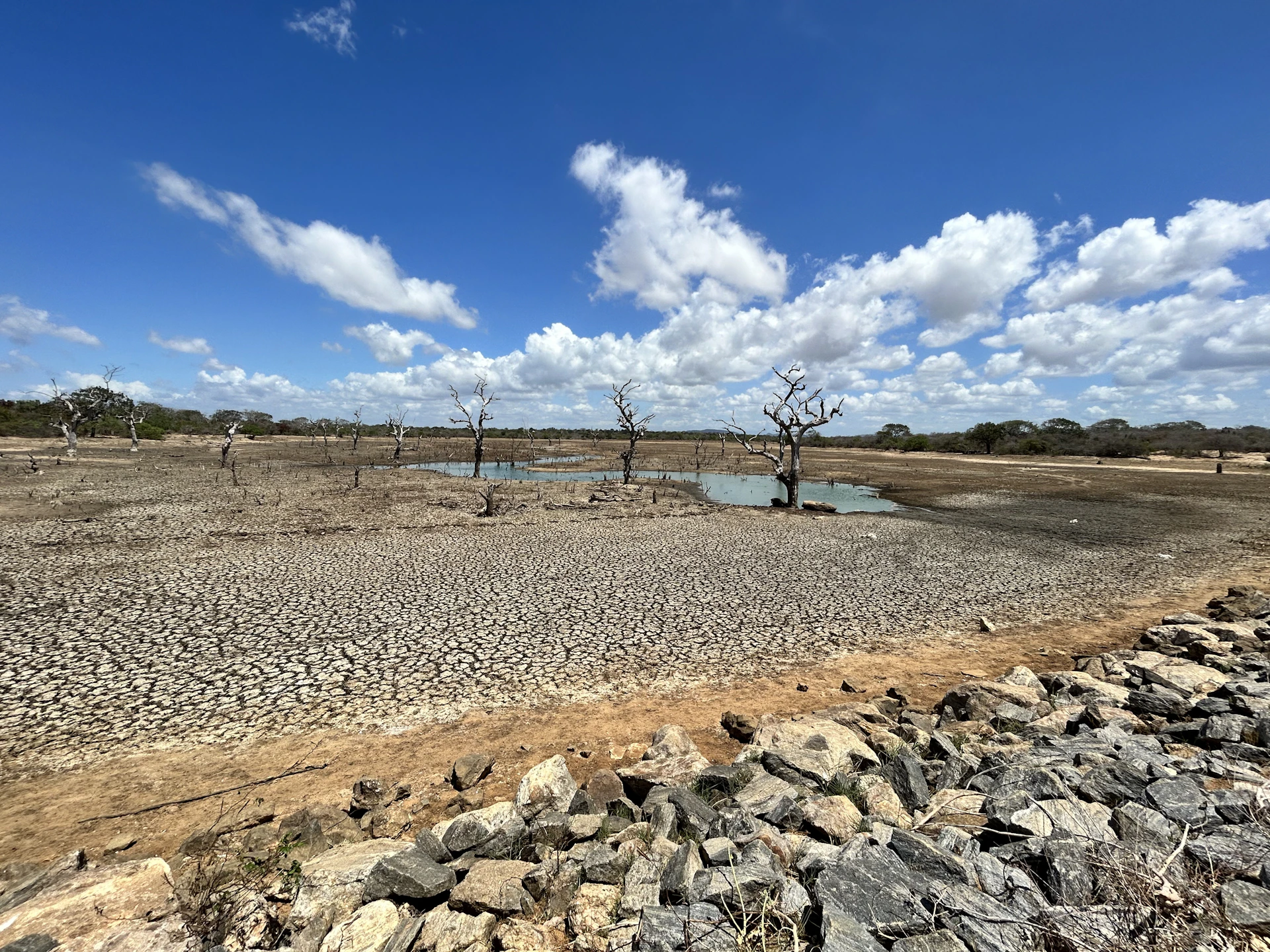a dirt field with rocks and a tree