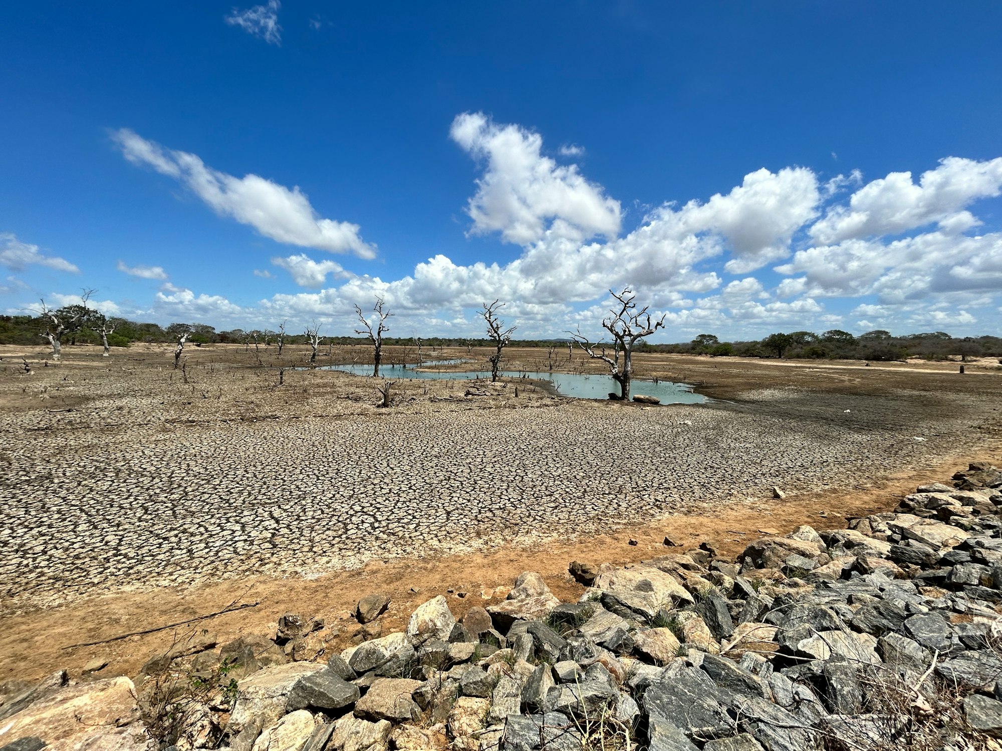 a dirt field with rocks and a tree