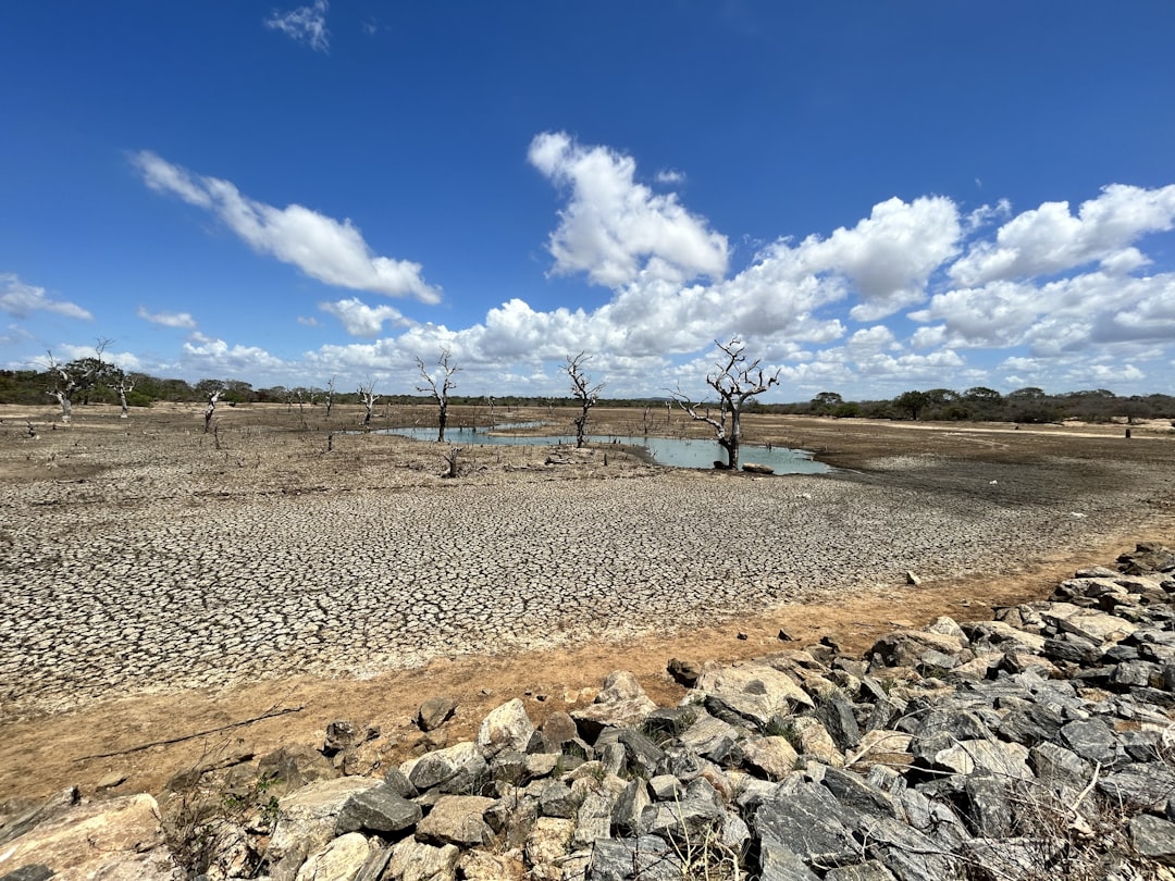 a dirt field with rocks and a tree, Dried up lake