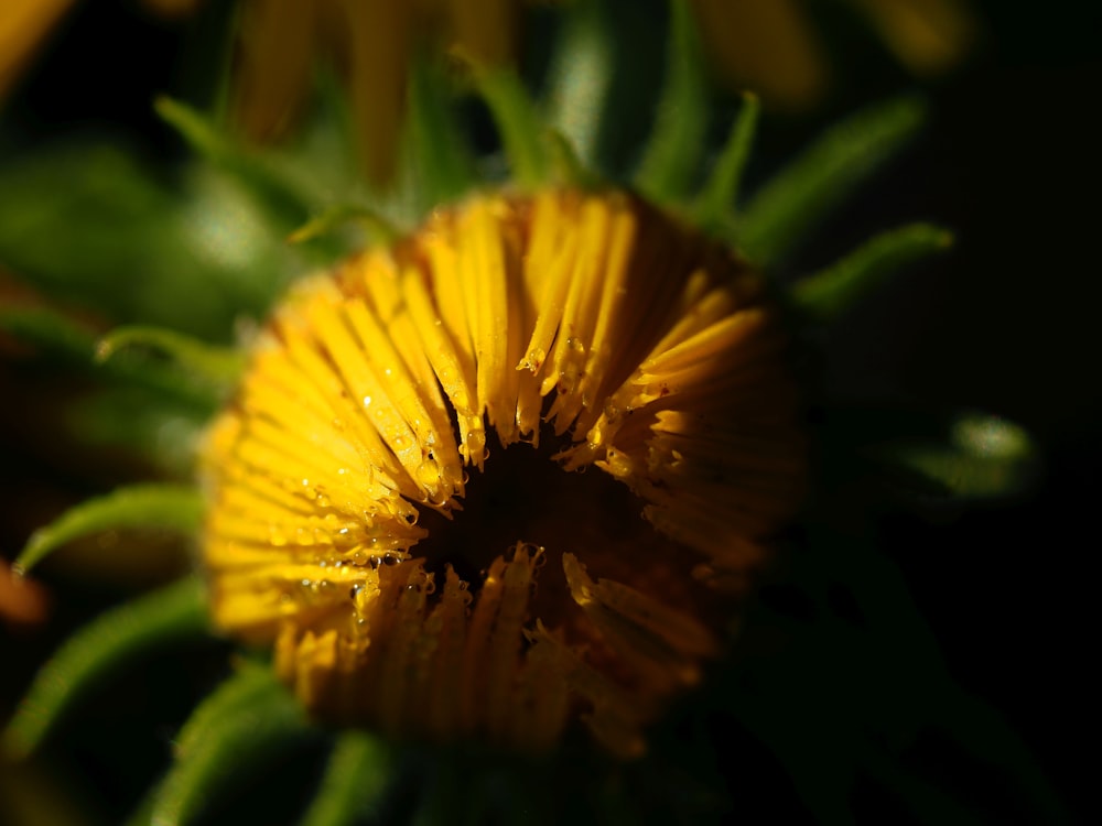 a close up of a yellow flower with water droplets on it