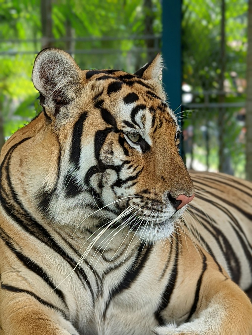 a tiger laying down in a cage at a zoo