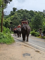 A group of elephants walking down a road in a lush, green forested area, carrying people on their backs in raised seats. The road is flanked by dense greenery on one side and a small structure with a person standing nearby on the other.